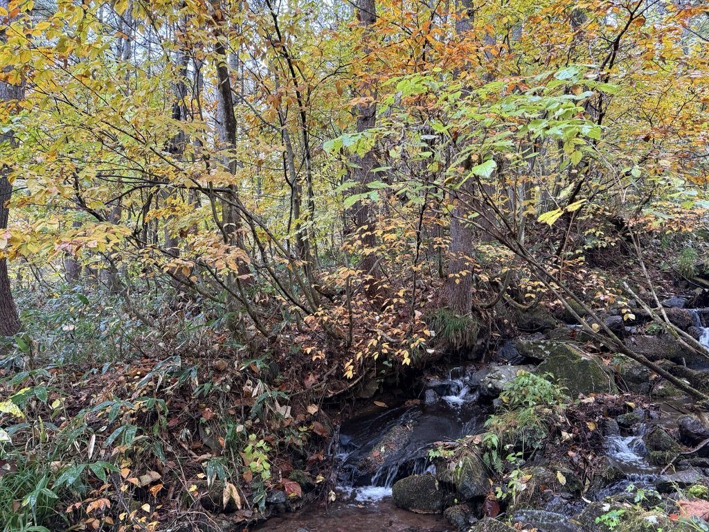 沢沿いの紅葉。ここにはまだ雪はありません