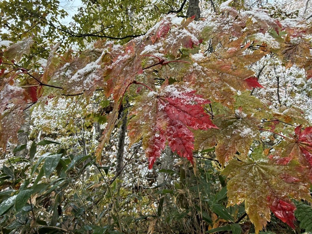 紅葉した葉の上に雪。8時03分です