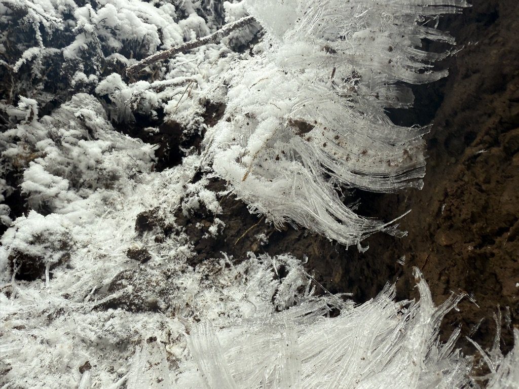 土の斜面から、細い氷がびっしり伸びていました