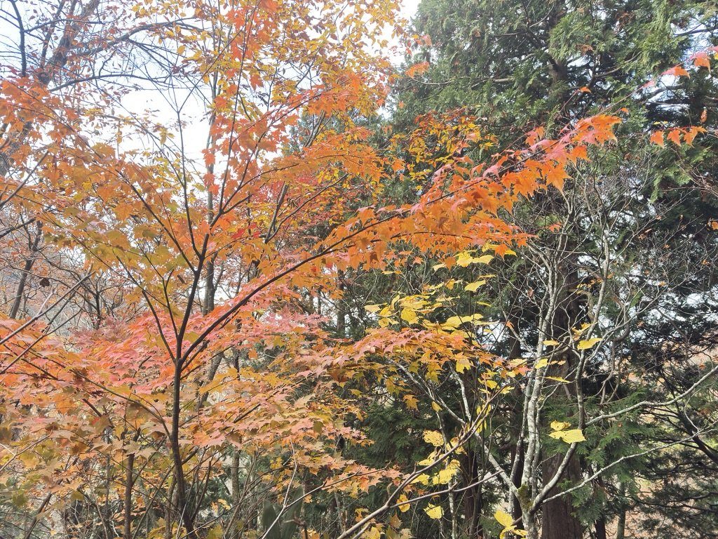 下山の途中、青空の下の紅葉