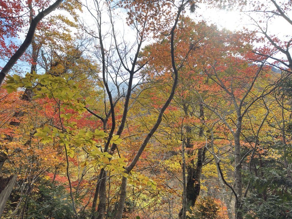 オレンジと赤。ようやく「紅葉登山」らしくなりました