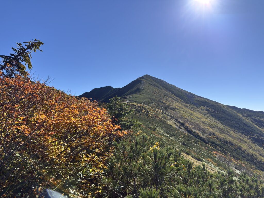 オレンジ色の紅葉ごしに見る爺ヶ岳