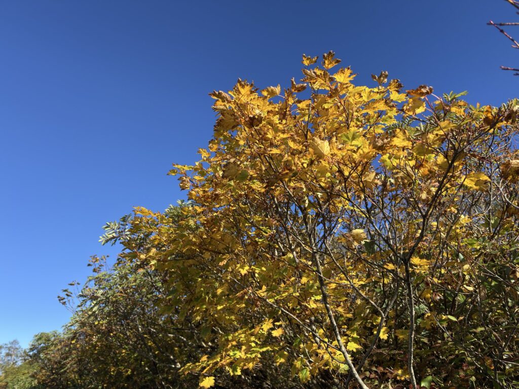 種池山荘のそばで黄色く色づいた木と青空