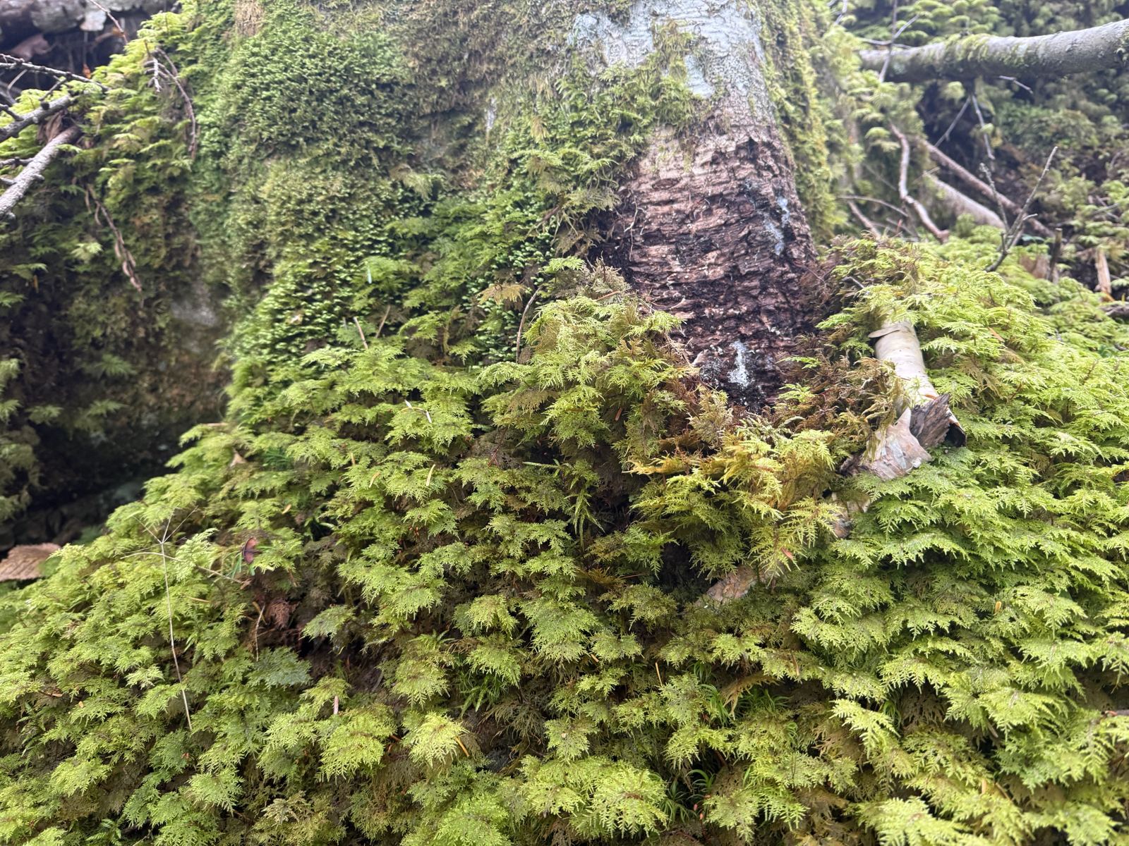 下のほうは、苔と緑ばかりです。
