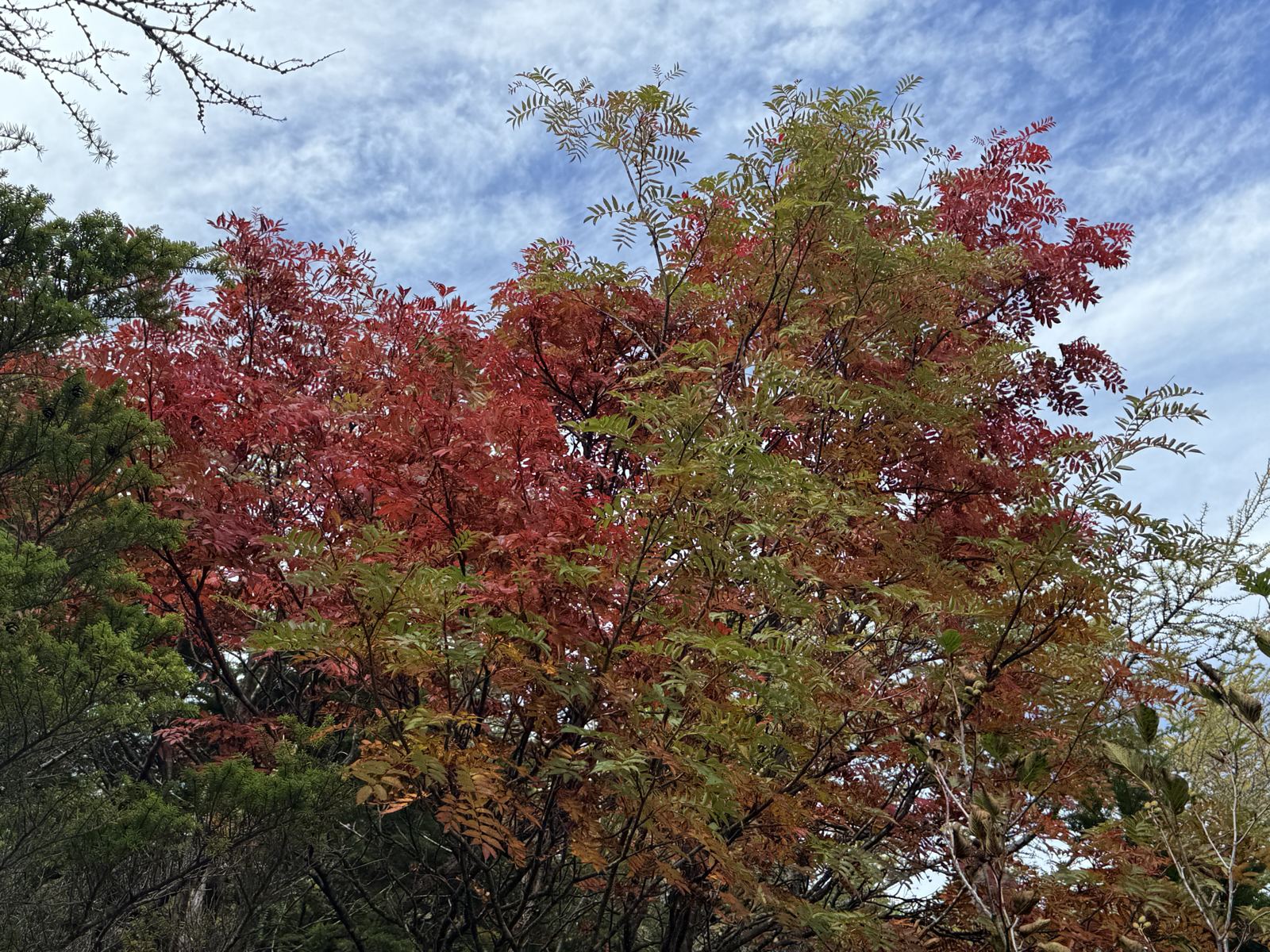 奥庭のあたり。ここでようやく紅葉が出てきました。