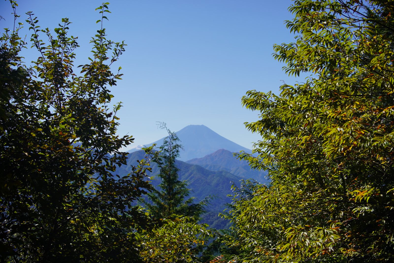 高畑山から見た富士山。まわりはまだ緑です。