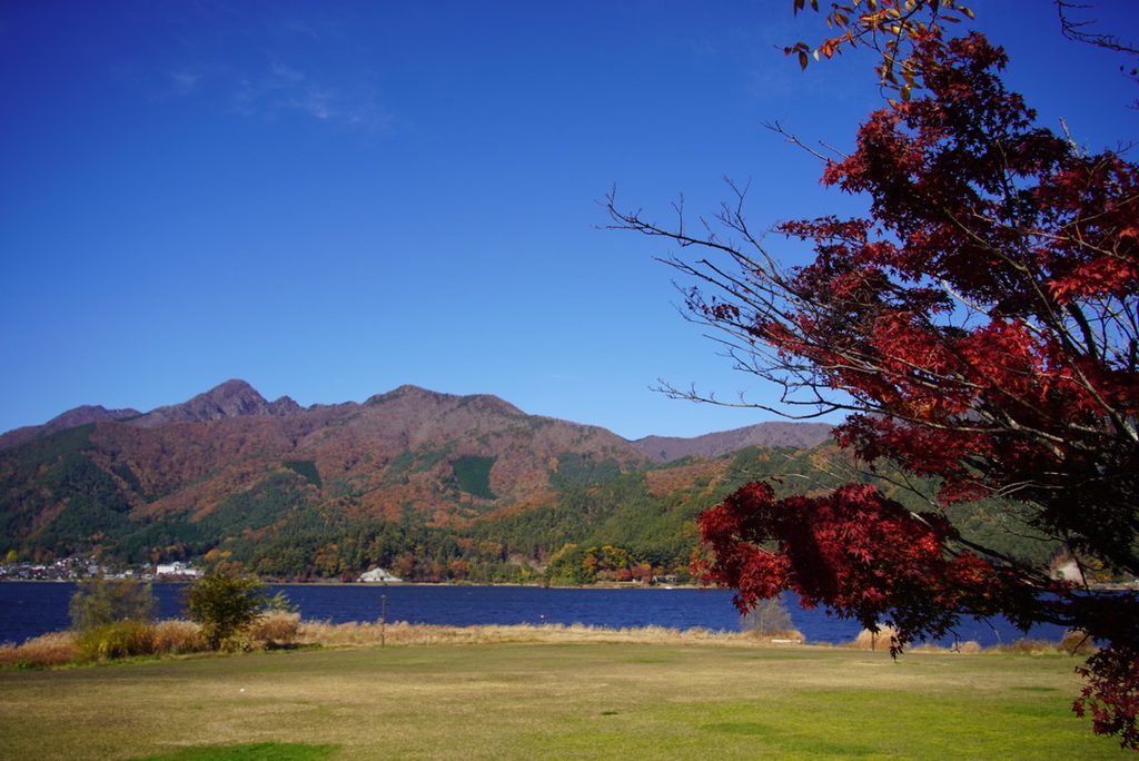 朝の河口湖のほとり。歩き出す前から、もみじは真っ赤。