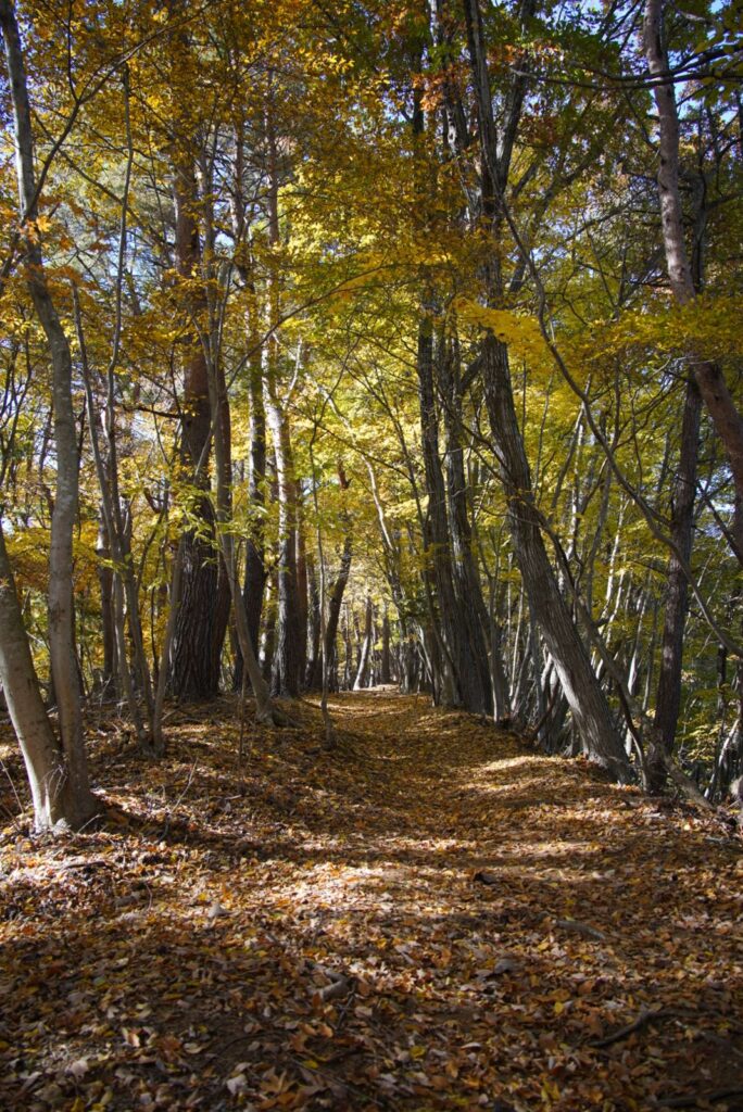 11月10日、足和田山の登山道。見上げると黄葉、足もとは落ち葉。