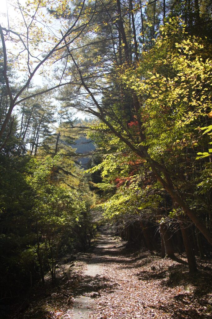 11月の王岳。紅葉の中の登り（2023年11月3日）